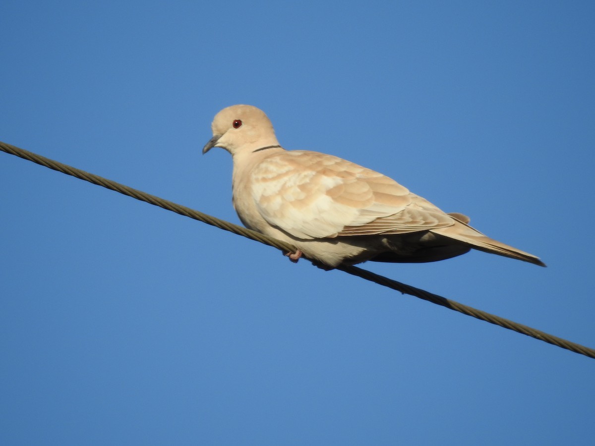 Eurasian Collared-Dove - Van Remsen