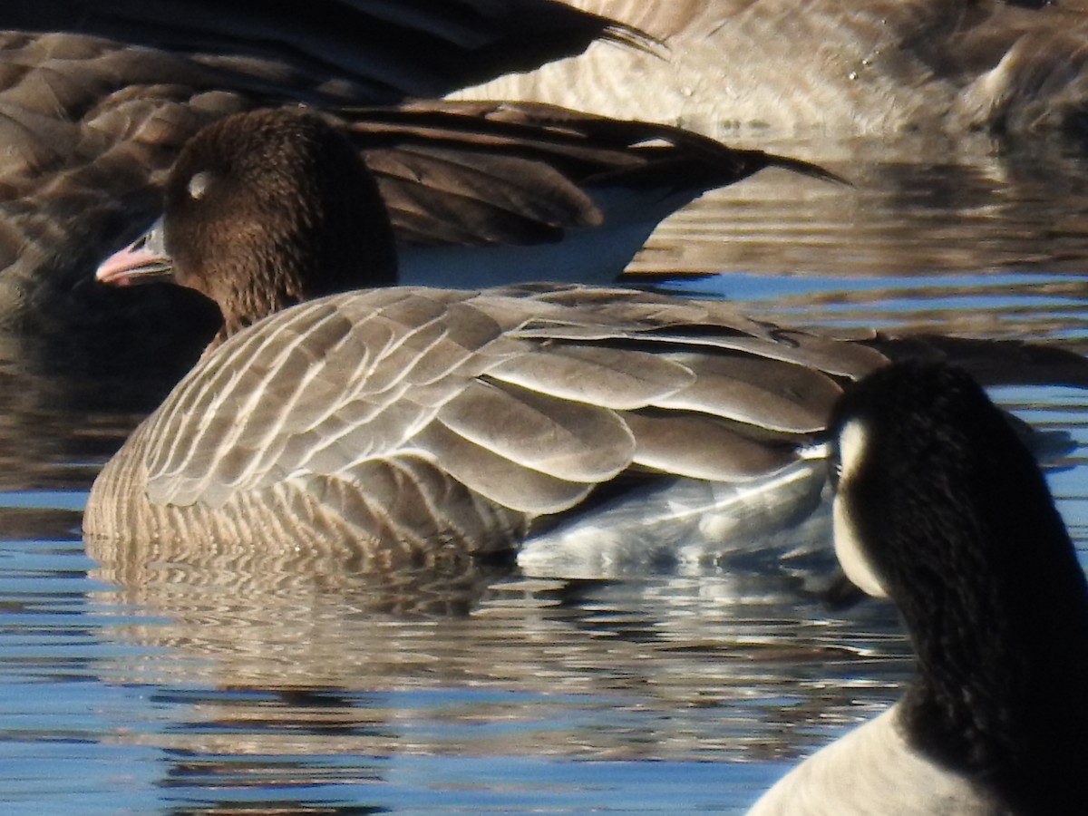 Pink-footed Goose - ML129263101