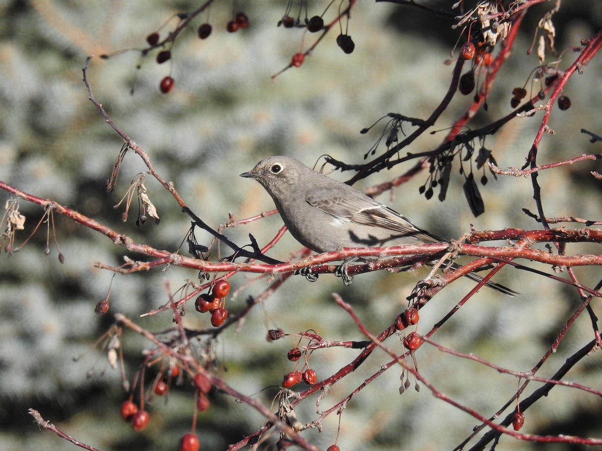 Townsend's Solitaire - ML129263171