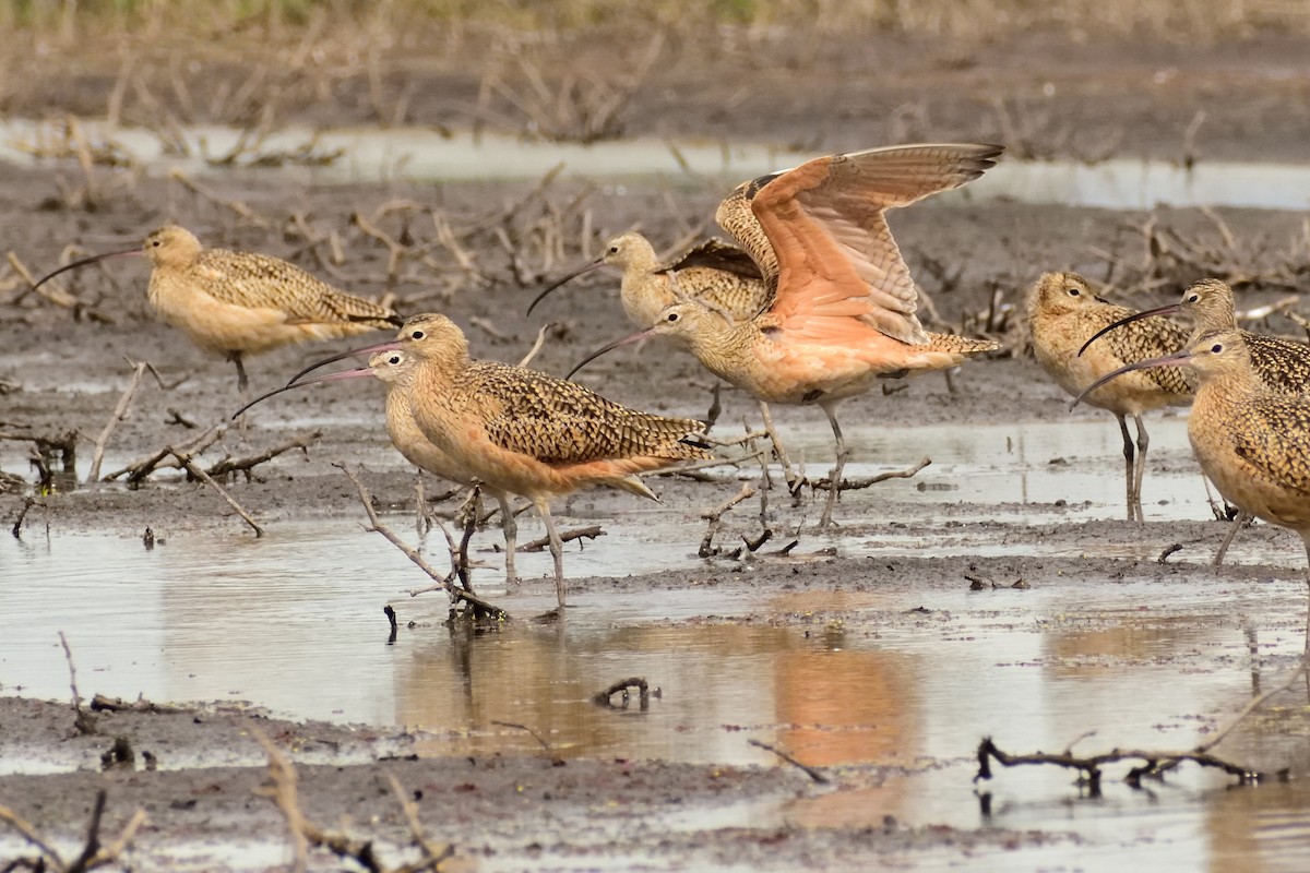 Long-billed Curlew - ML129263491