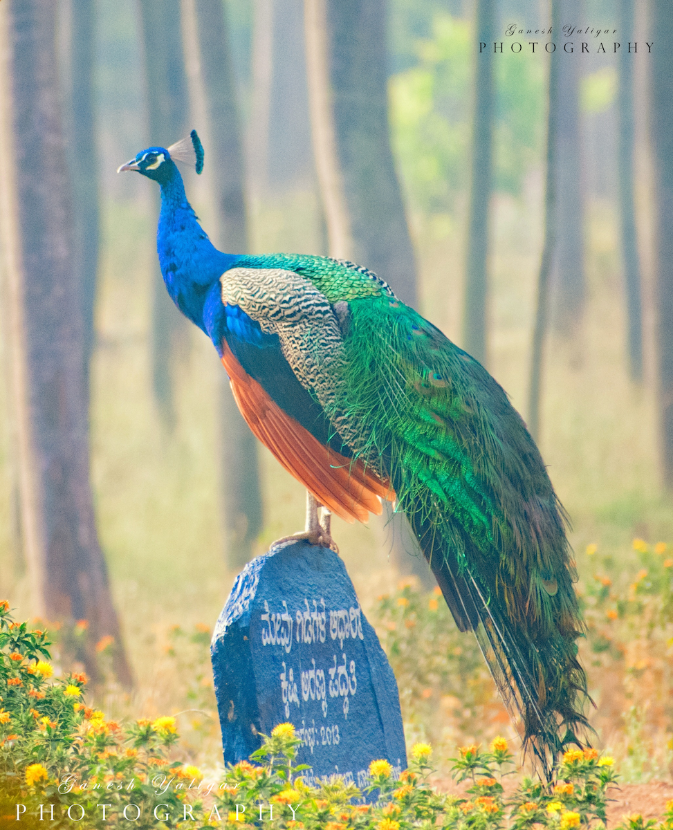 Indian Peafowl - Ganesh  Yaligar