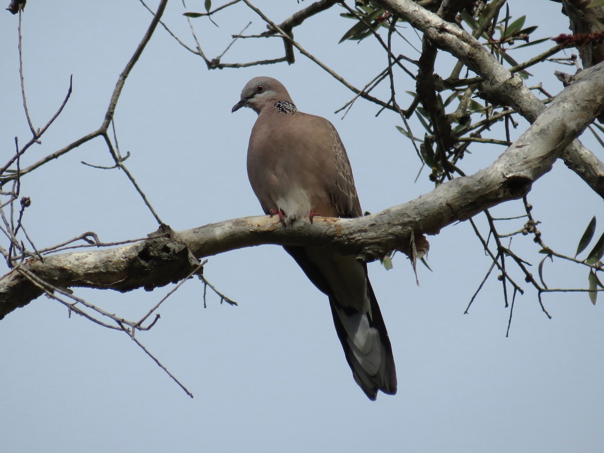 Spotted Dove - ML129264071