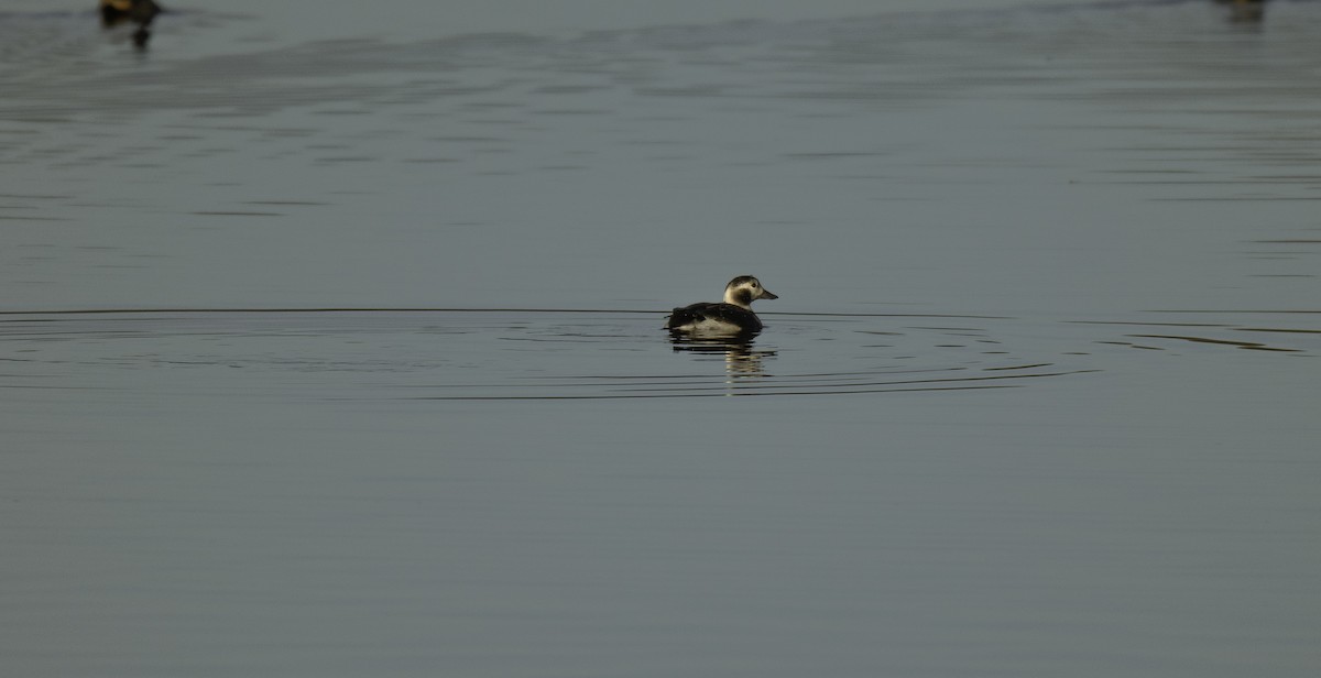 Long-tailed Duck - ML129267951