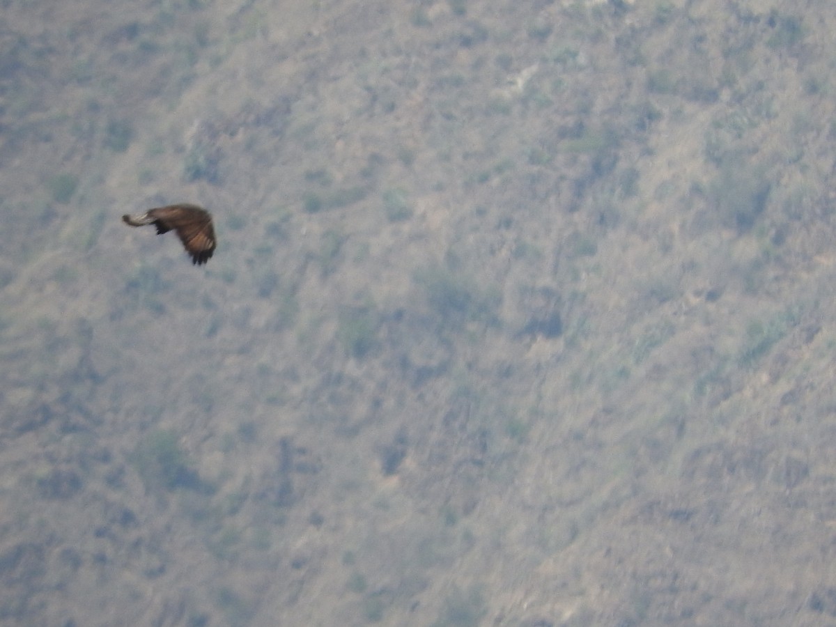 Common Buzzard (Steppe) - ML129271321