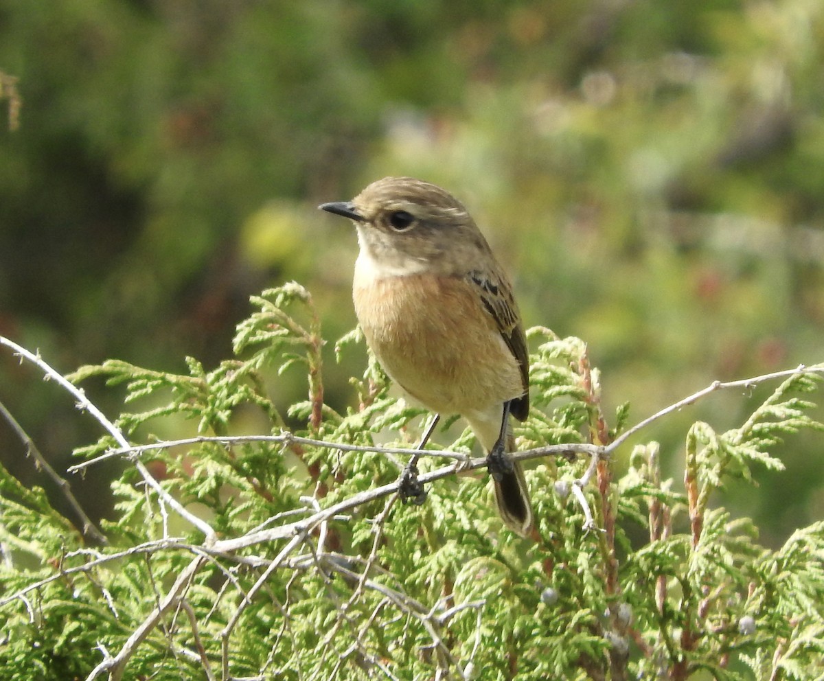 African Stonechat - ML129271871