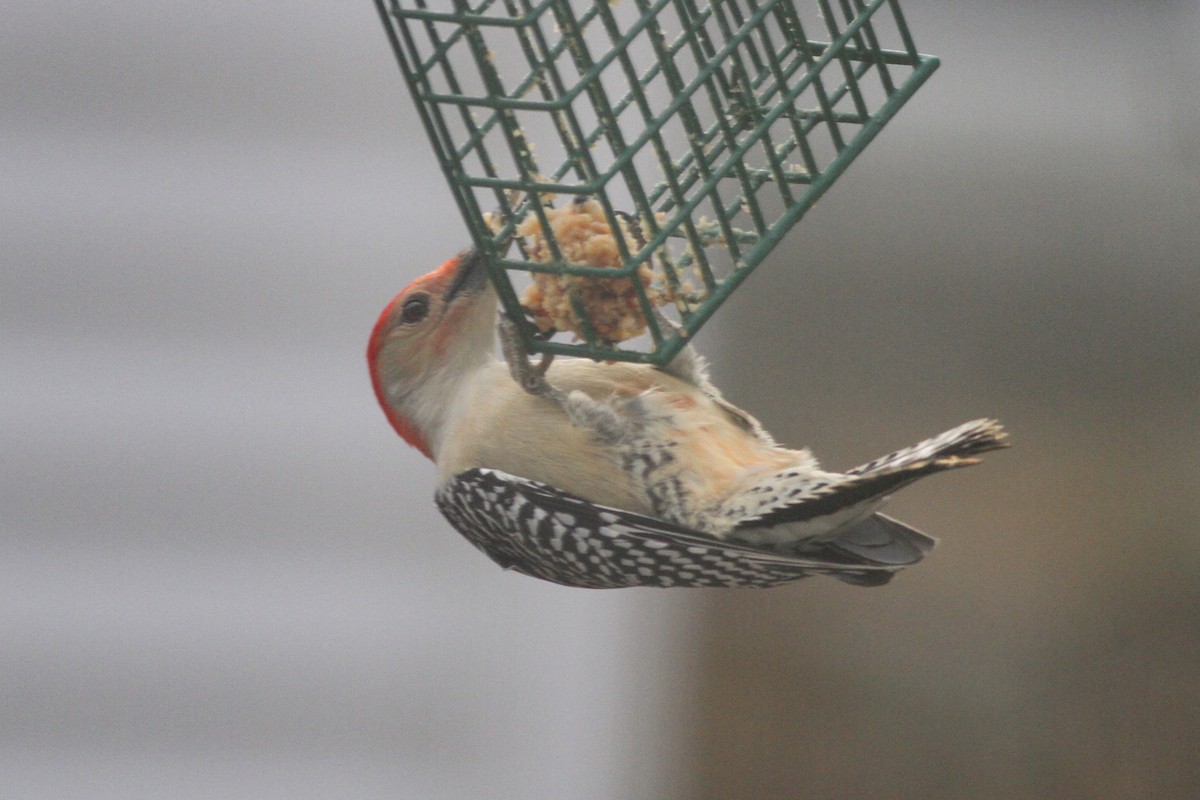Red-bellied Woodpecker - ML129275051