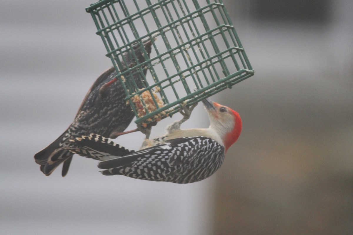 Red-bellied Woodpecker - Robert Ostrowski