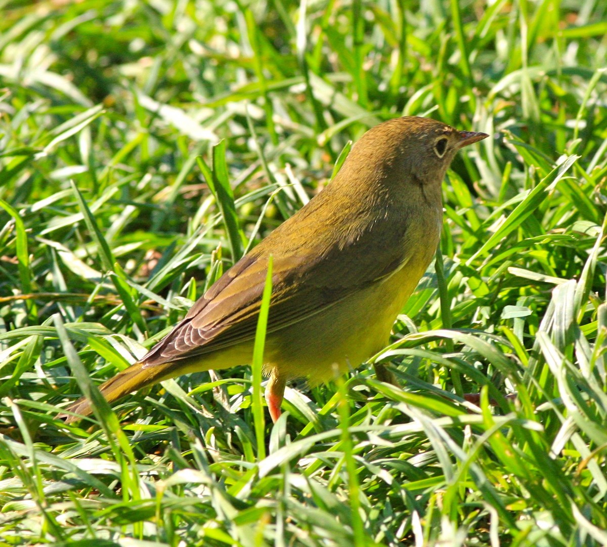 Connecticut Warbler - Anthony Collerton