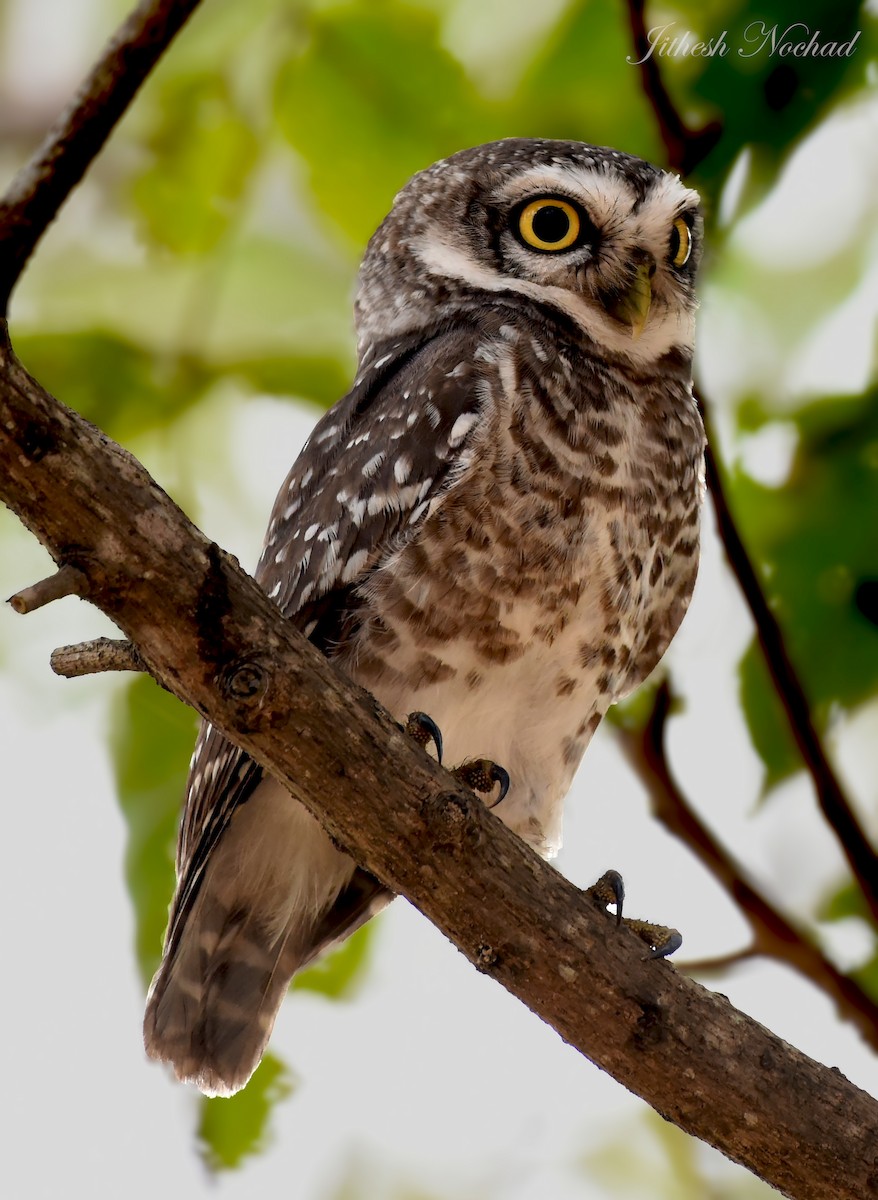Spotted Owlet - ML129277171