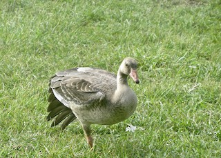 Greater White-fronted Goose, ML129278621