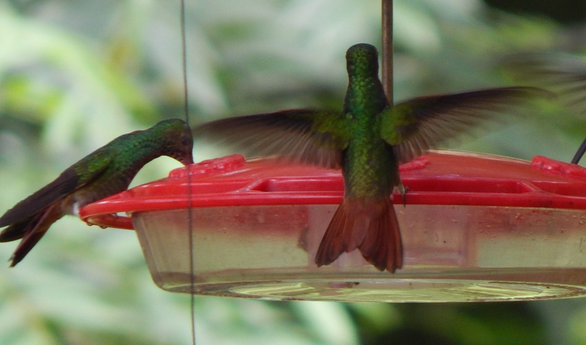 Rufous-tailed Hummingbird - C. Sledge