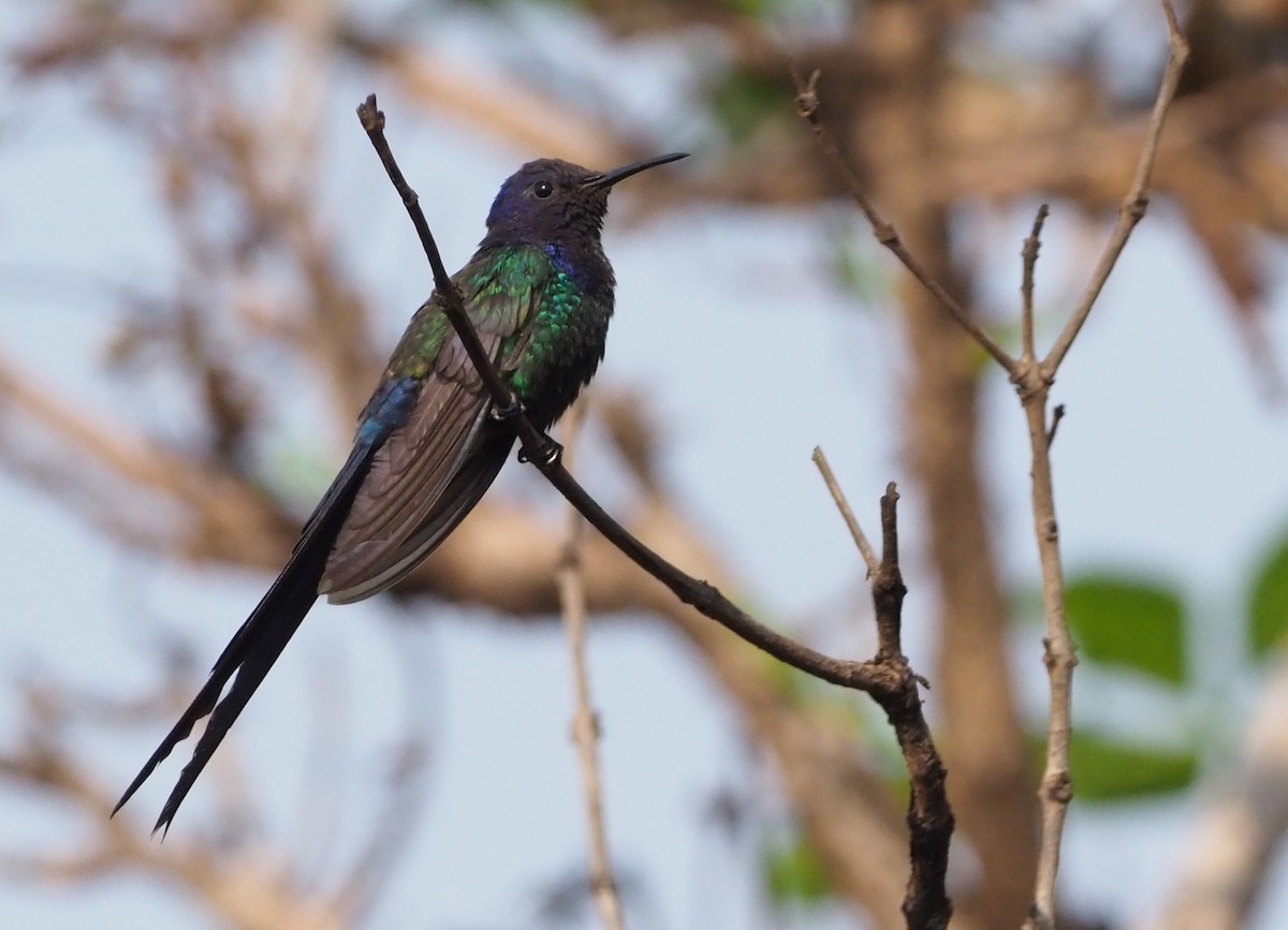 Swallow-tailed Hummingbird - ML129284961