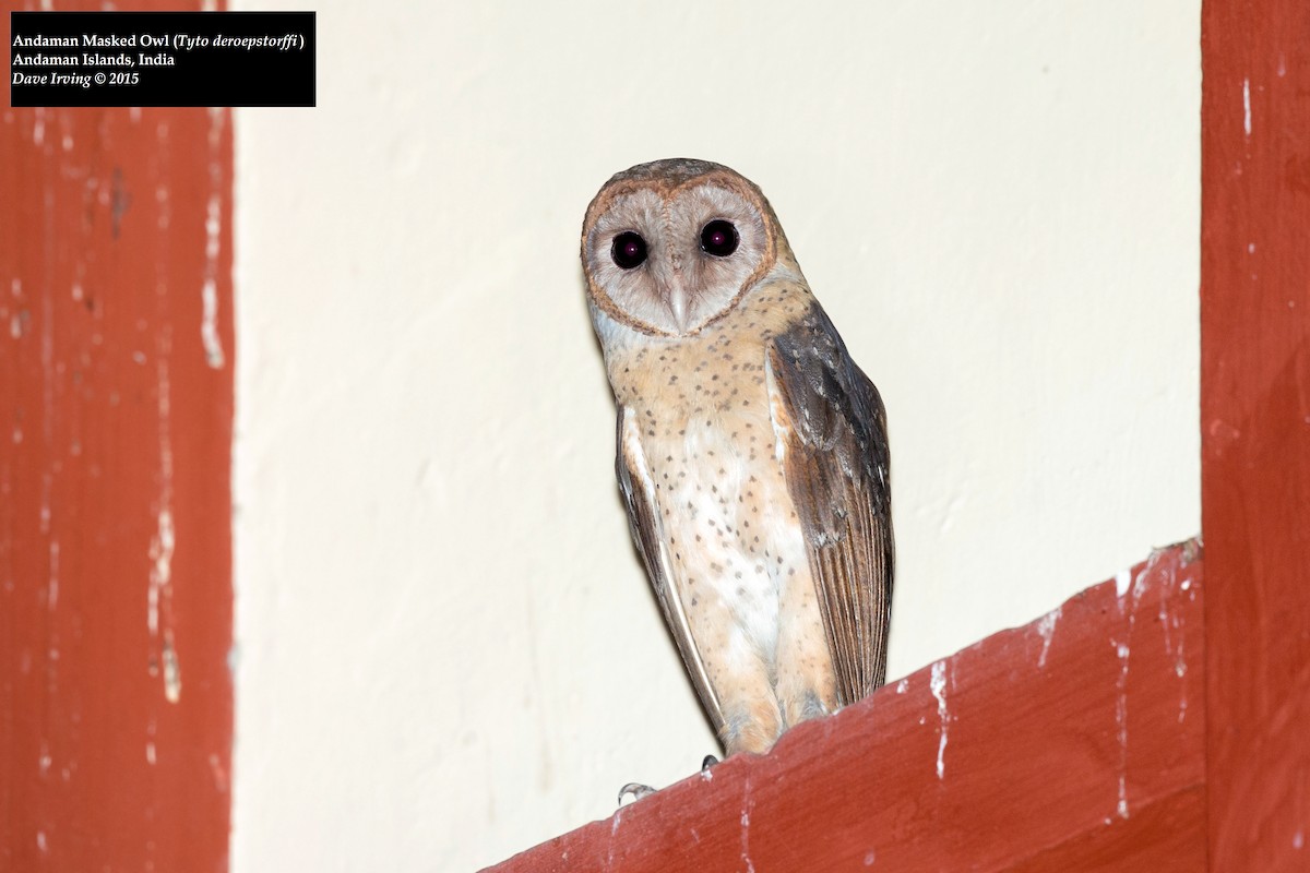 Andaman Masked-Owl - David Irving
