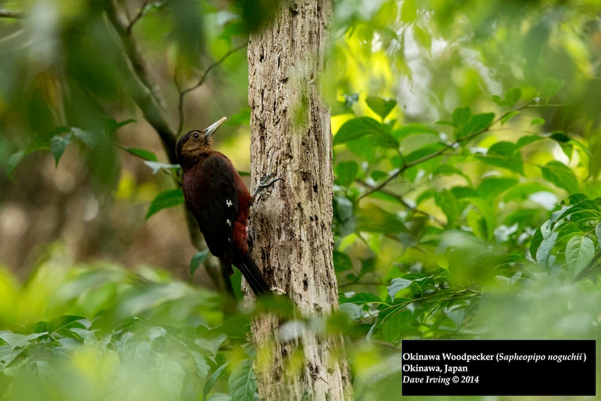 Okinawa Woodpecker - ML129292971