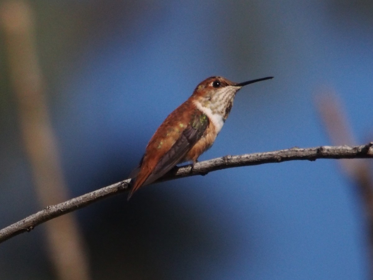 Rufous Hummingbird - Ninad Thakoor