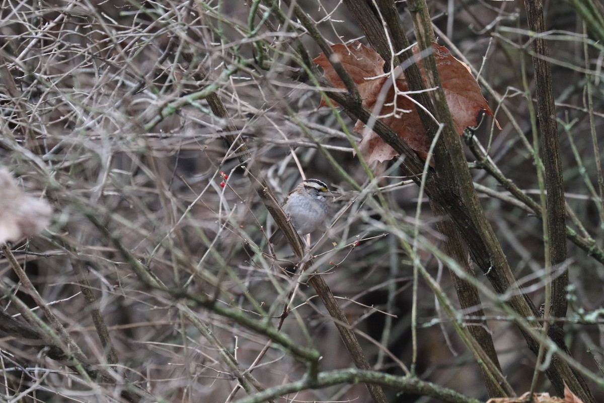 White-throated Sparrow - ML129296421