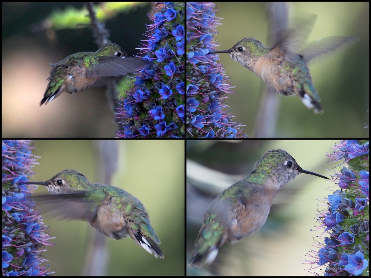 Calliope Hummingbird - Ninad Thakoor
