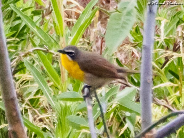 Yellow-breasted Chat - Ninad Thakoor