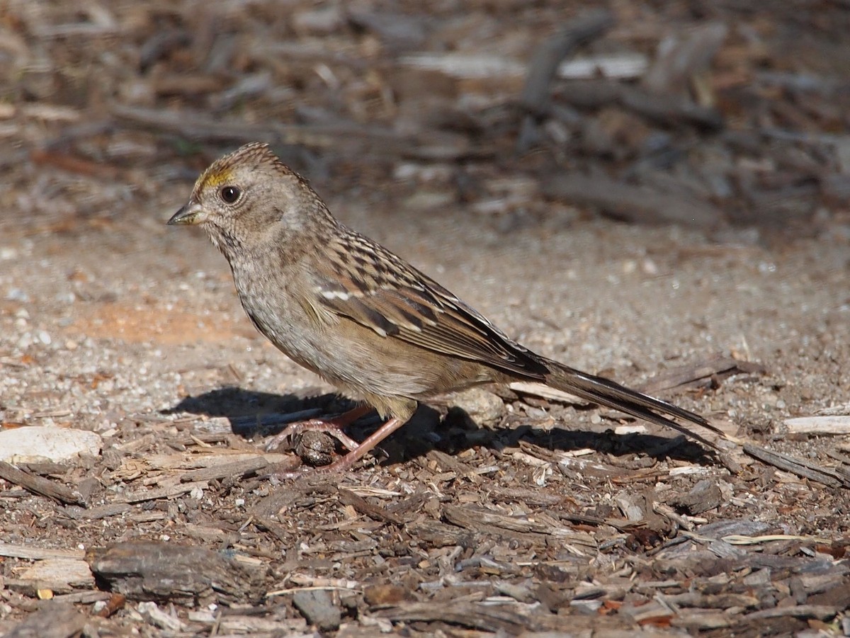 Golden-crowned Sparrow - Ninad Thakoor