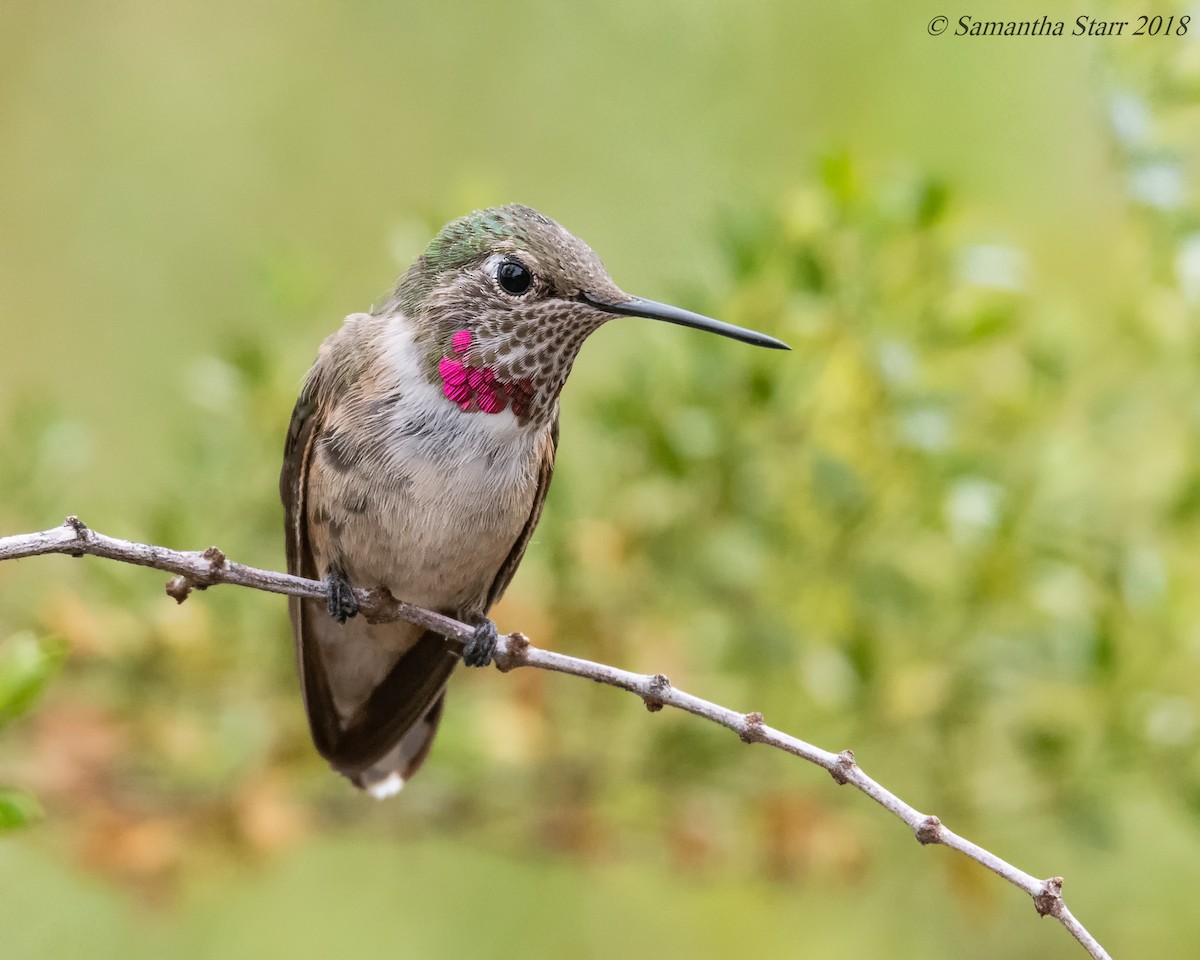 Broad-tailed Hummingbird - Samantha Starr