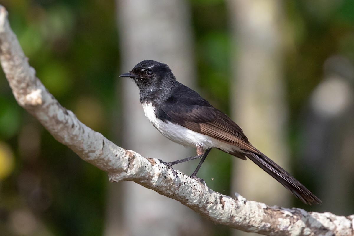 Willie-wagtail - Cory Gregory
