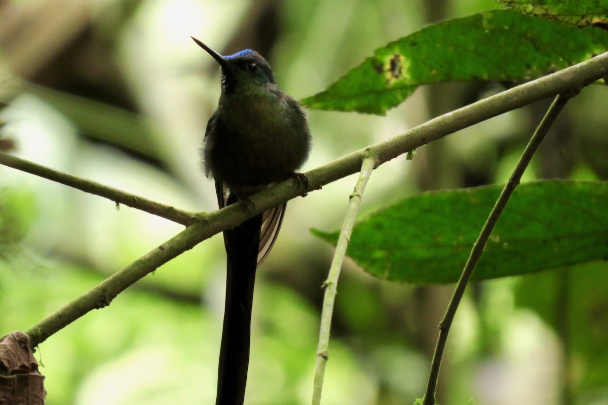 Violet-tailed Sylph - ML129308381
