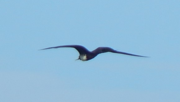 Magnificent Frigatebird - C. Sledge