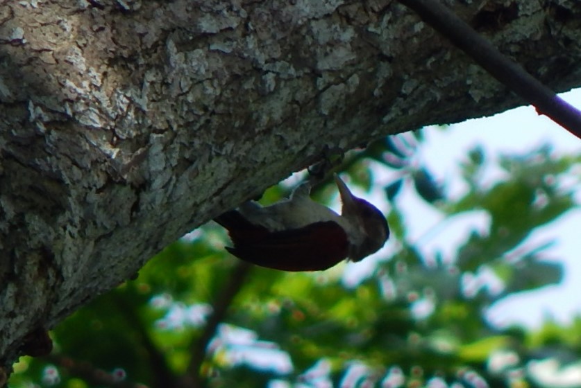 Scarlet-backed Woodpecker - ML129309031