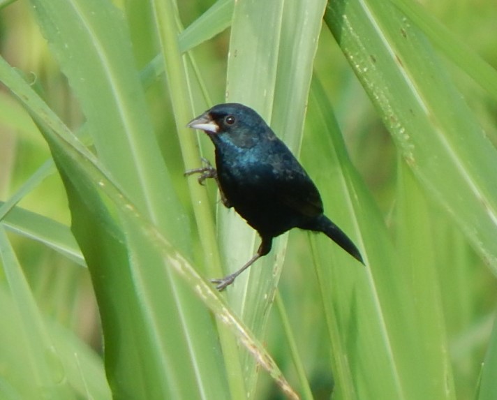 Blue-black Grassquit - C. Sledge