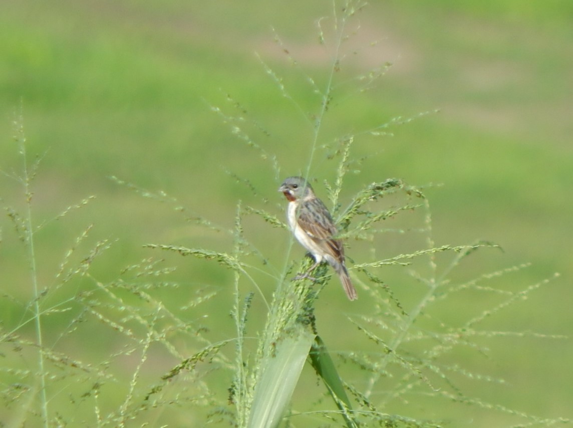 Chestnut-throated Seedeater - ML129309921