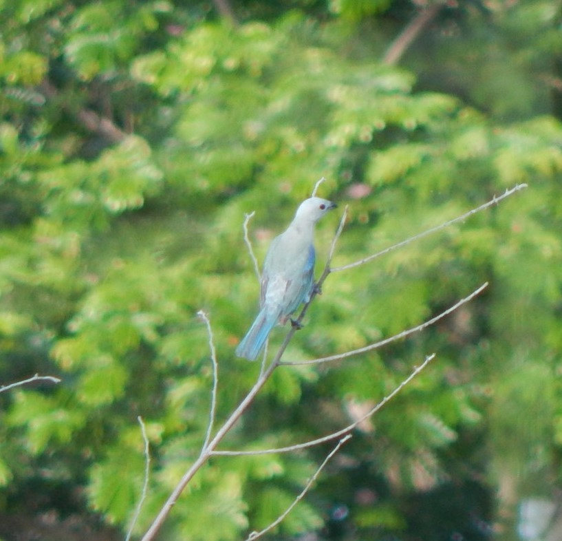 Blue-gray Tanager - ML129310101
