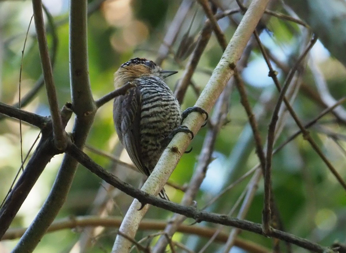 Ochre-collared Piculet - ML129316271