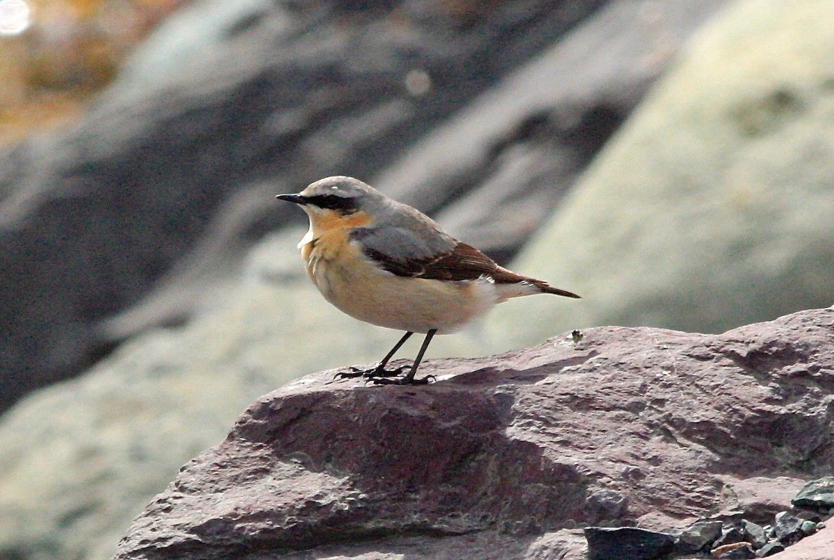 Northern Wheatear - Anthony Collerton