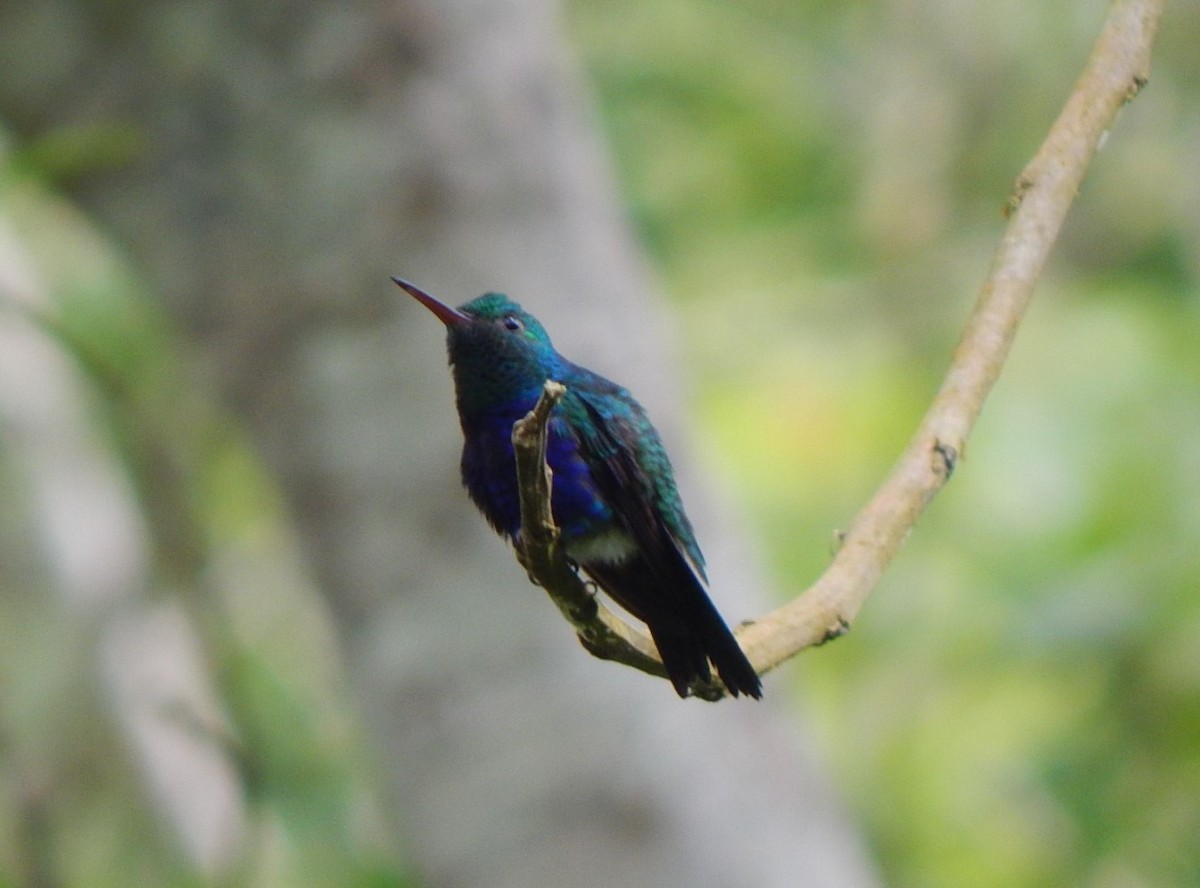 Violet-bellied Hummingbird - C. Sledge