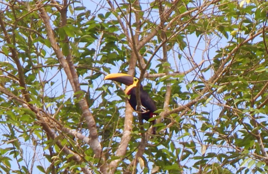 Yellow-throated Toucan - C. Sledge