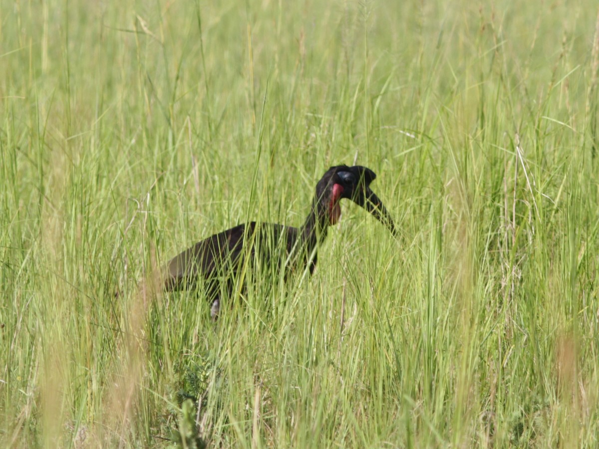 Abyssinian Ground-Hornbill - Stephan Lorenz