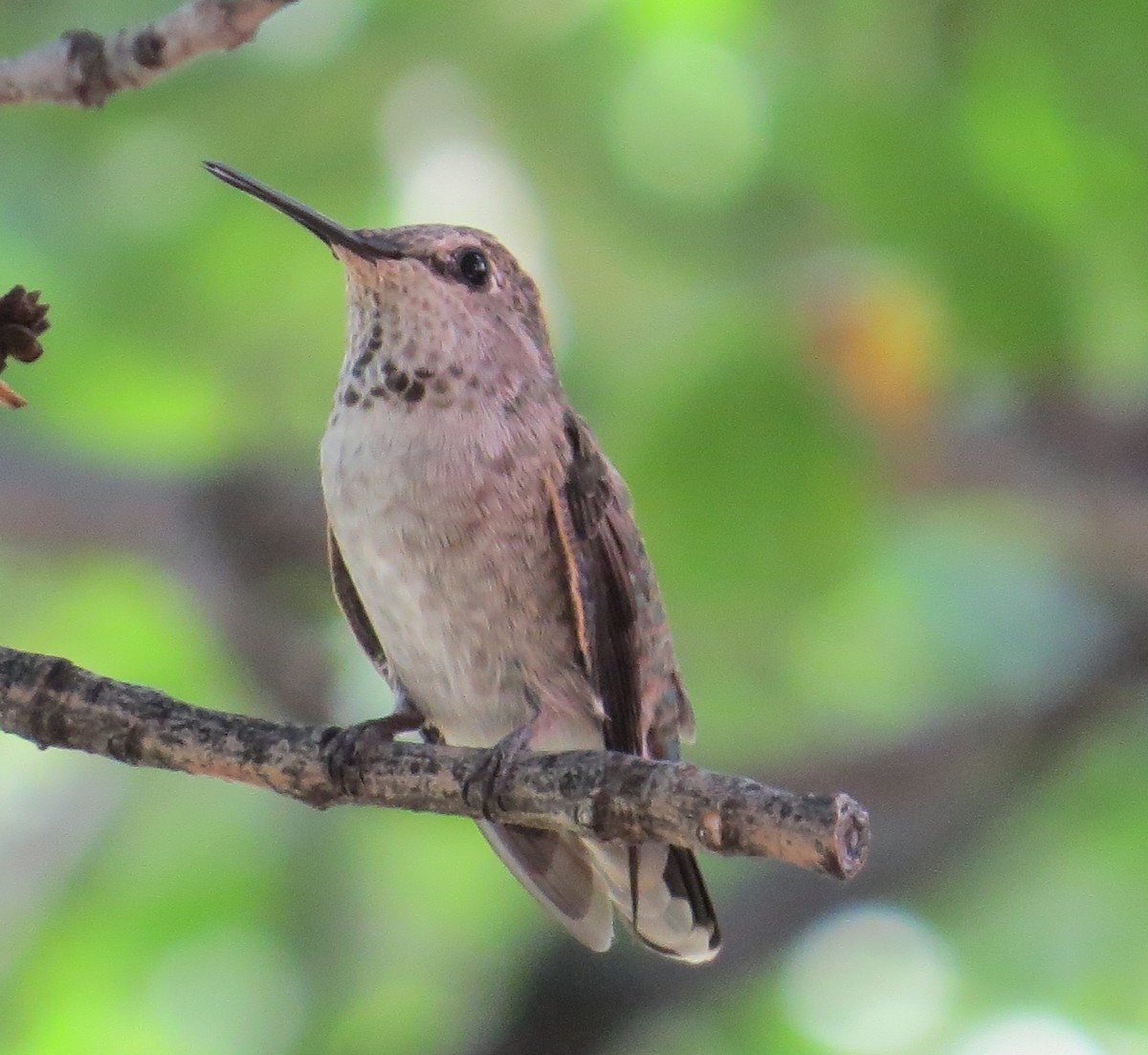 Anna's Hummingbird - ML129324341