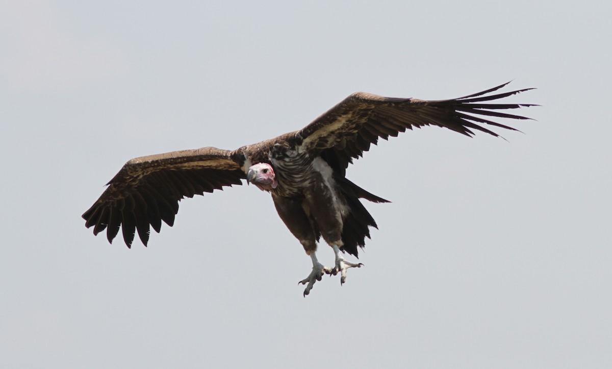 Lappet-faced Vulture - ML129325251