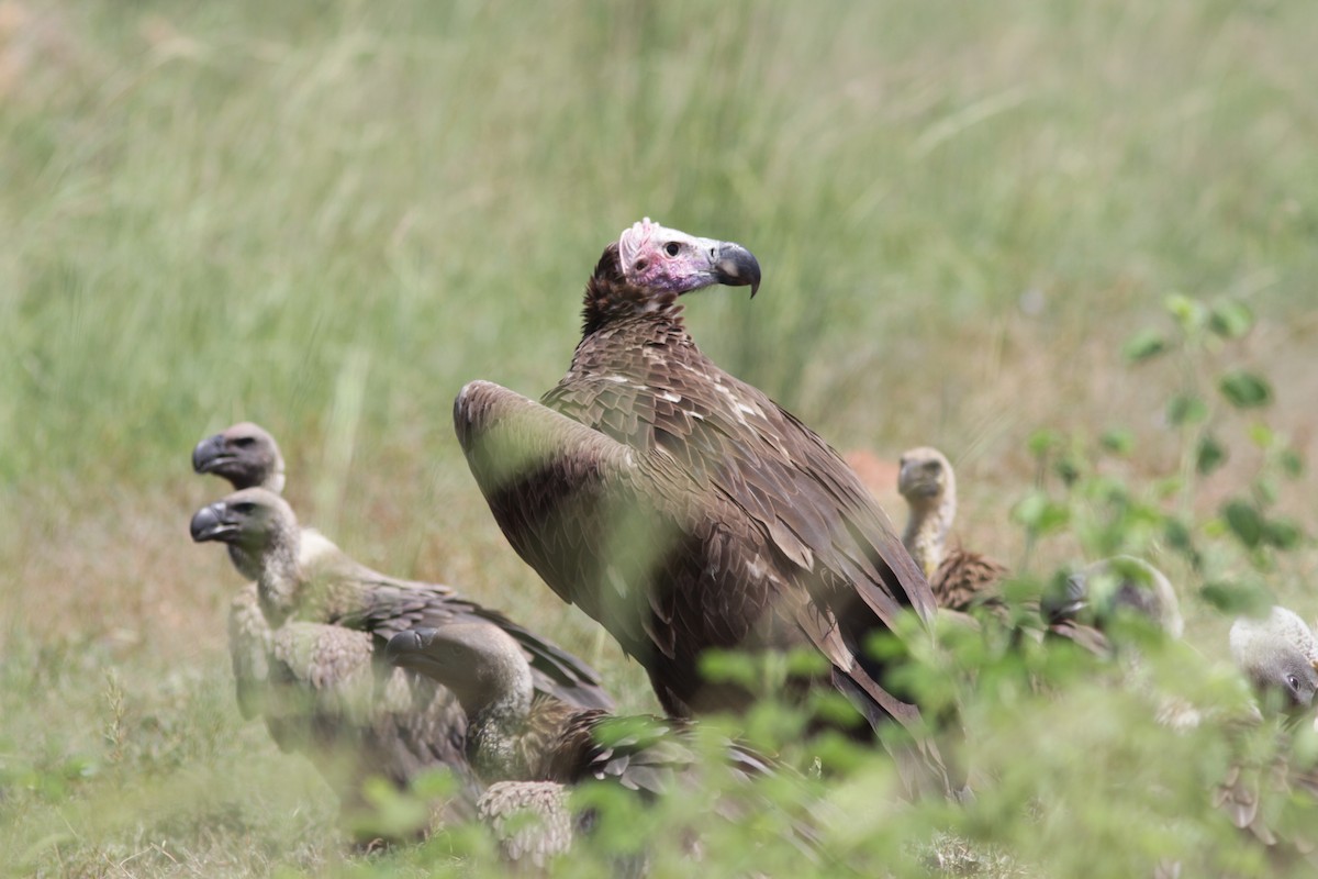 Lappet-faced Vulture - ML129326341