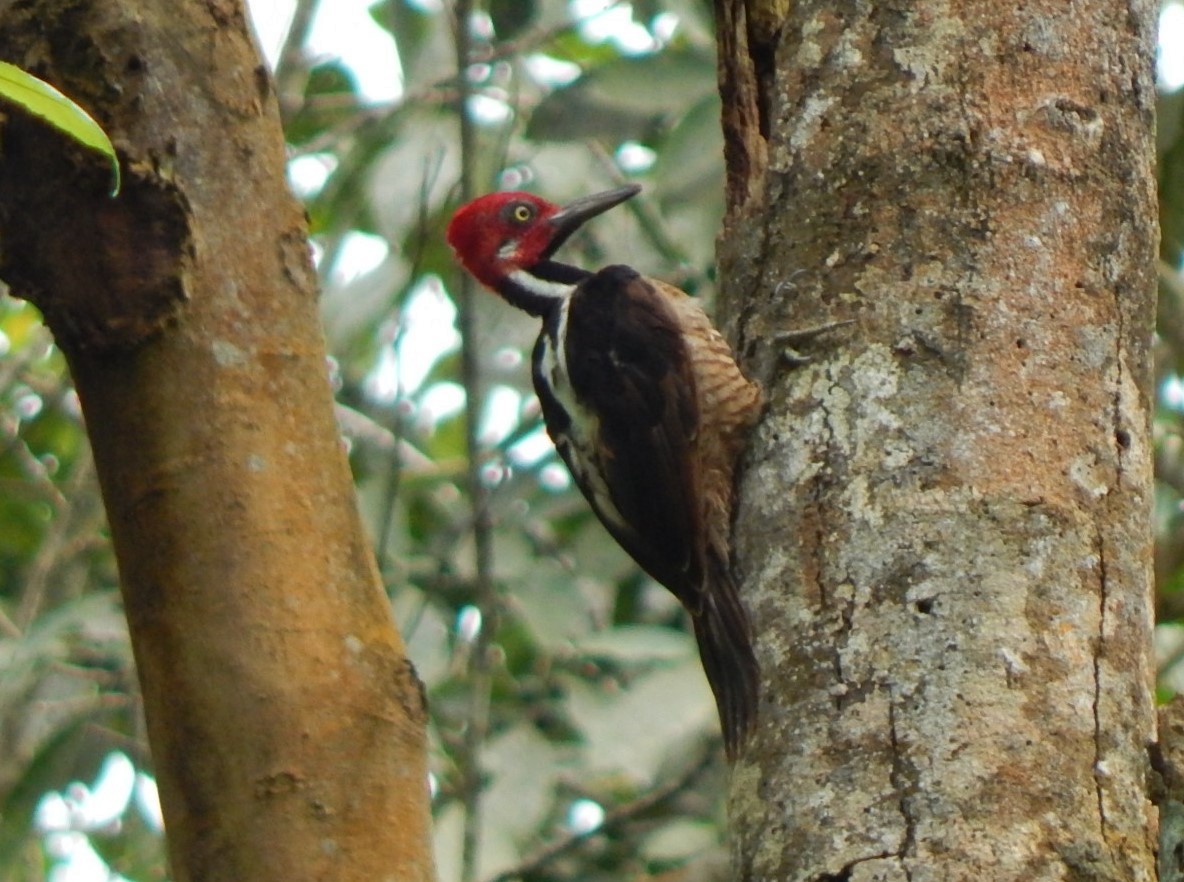 Guayaquil Woodpecker - C. Sledge