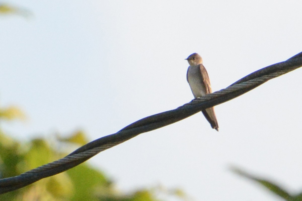 Northern Rough-winged Swallow - Marie O'Neill