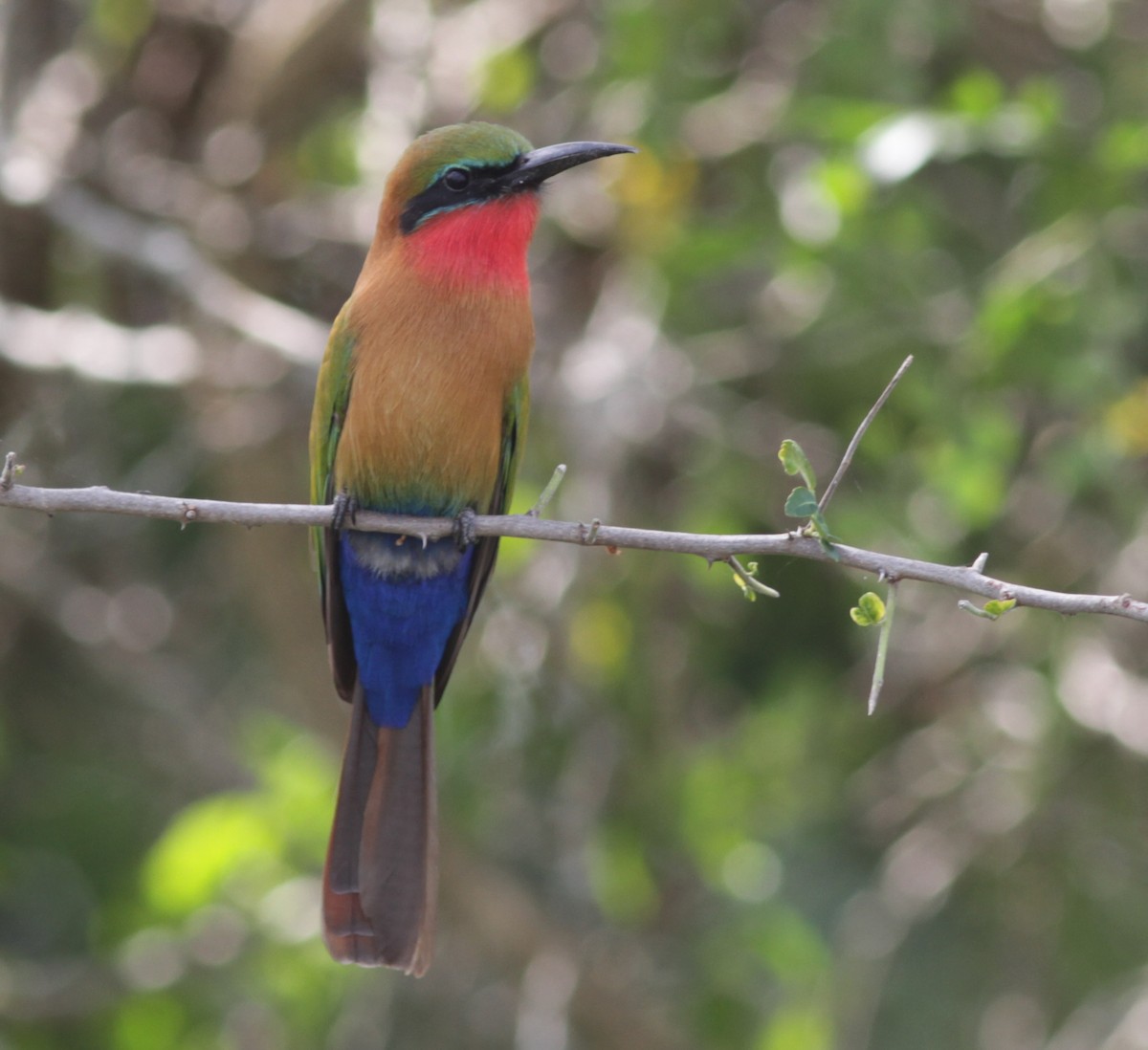 Red-throated Bee-eater - ML129335561