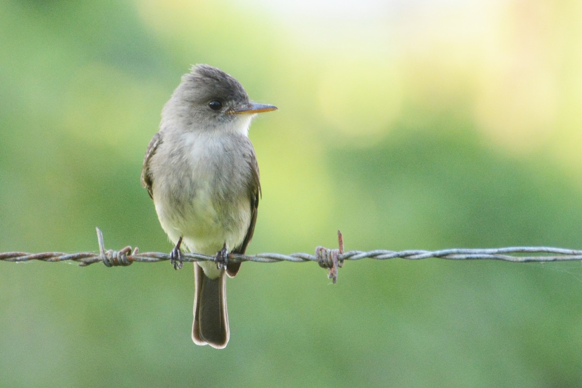Northern Tropical Pewee - Marie O'Neill