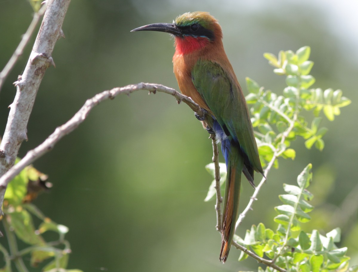 Red-throated Bee-eater - ML129335701