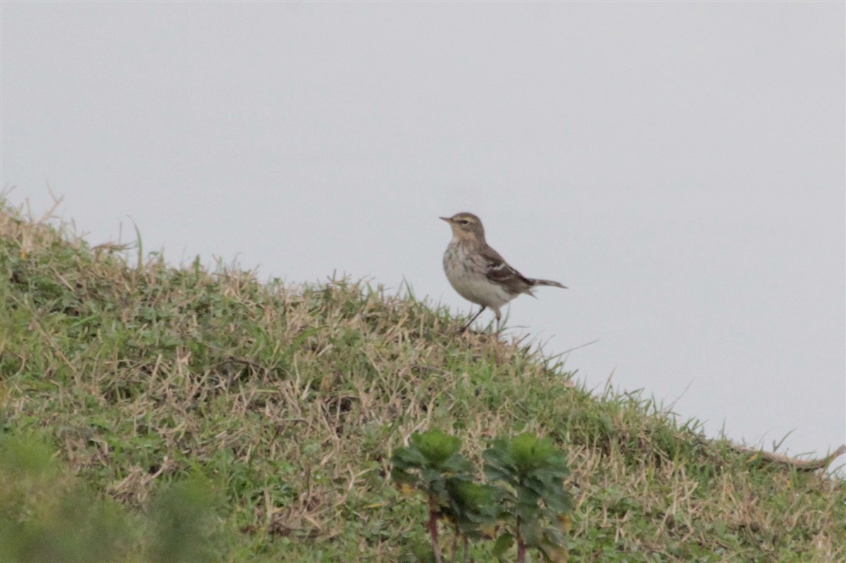 Water Pipit - ML129337201