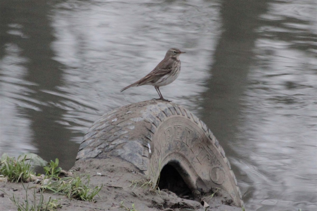 Water Pipit - ML129337221