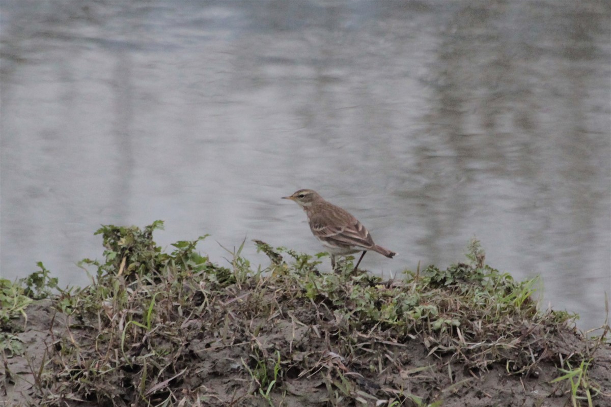 Water Pipit - ML129337231
