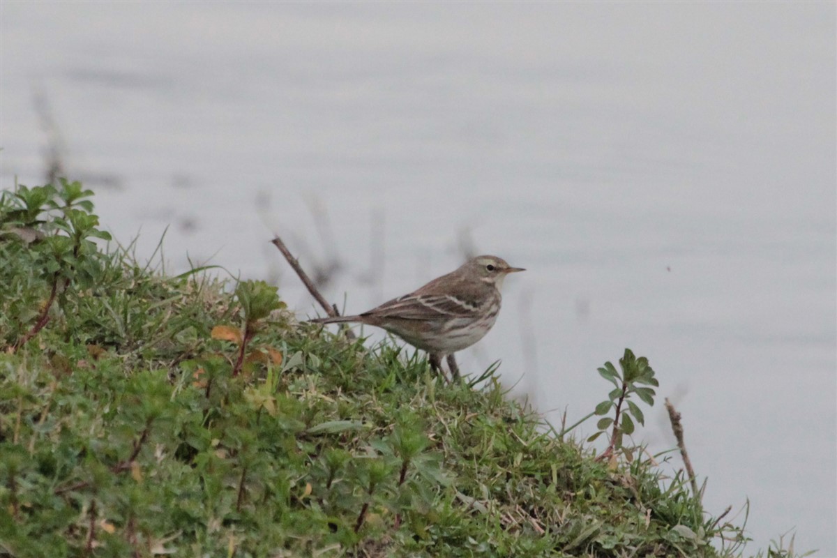 Water Pipit - ML129337261