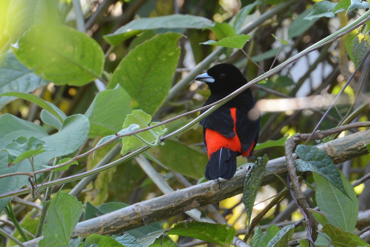 Scarlet-rumped Tanager (Passerini's) - Marie O'Neill