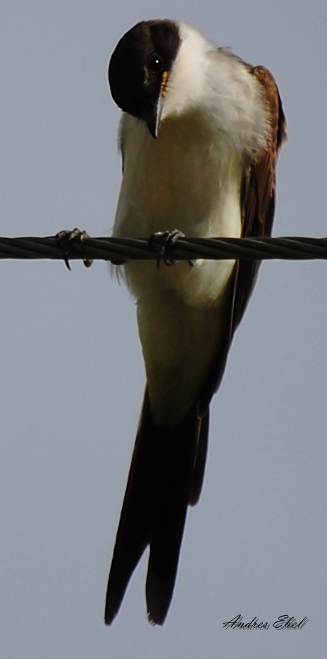 Fork-tailed Flycatcher - andres ebel
